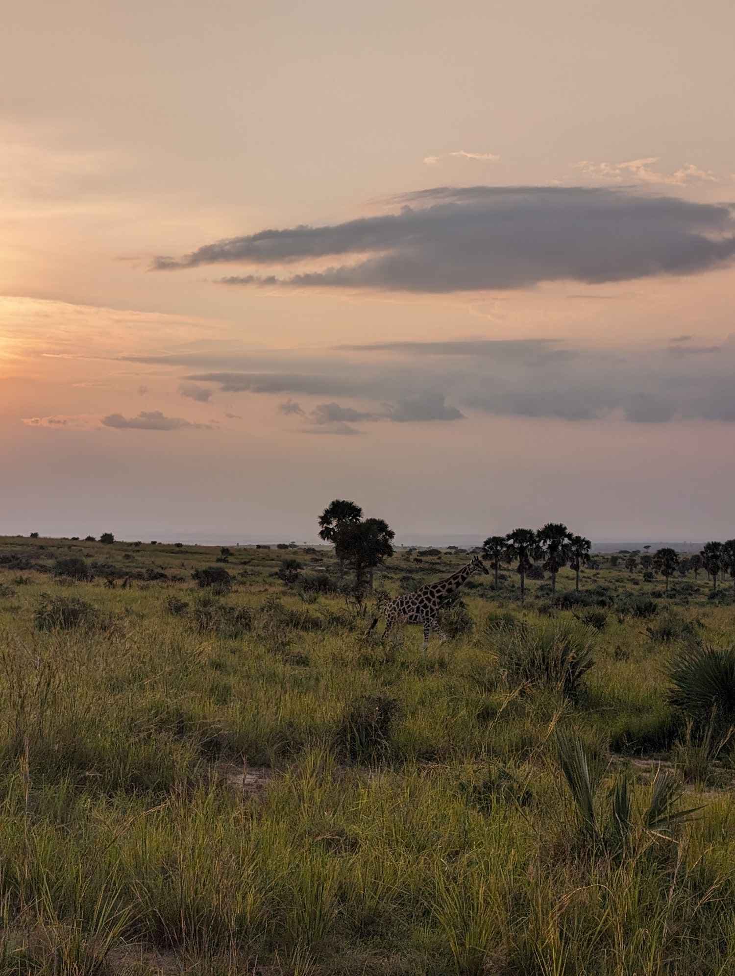 En giraff i solnedgang. Vi rakk å se Afrikas nydelige dyreliv og natur før vi dro hjem.